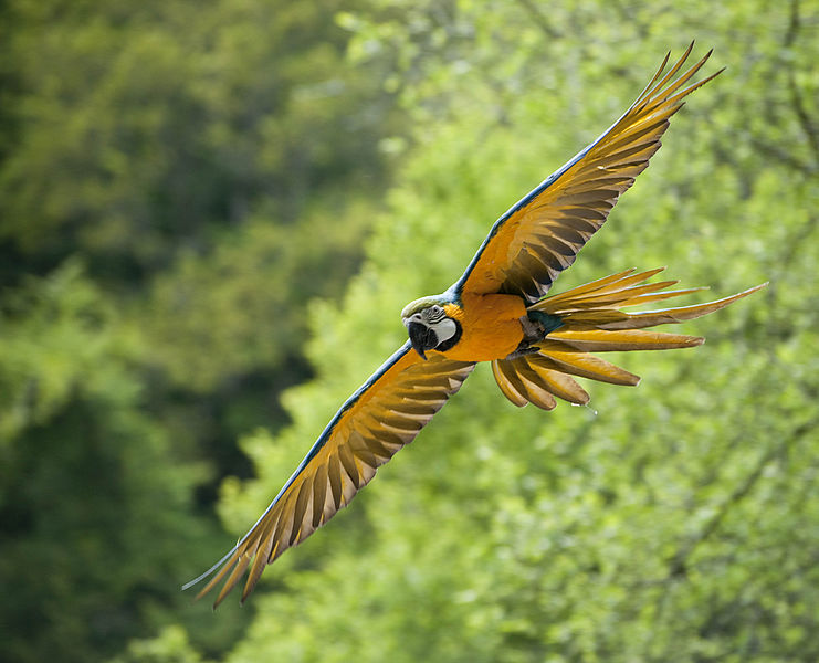 blue and gold macaws
