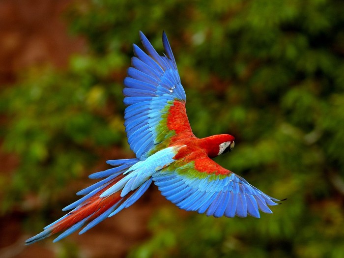 Red-and-green_Macaw-fly