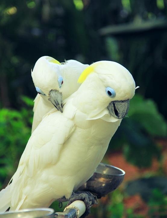 Vet-Blue-Eyed-Cockatoo