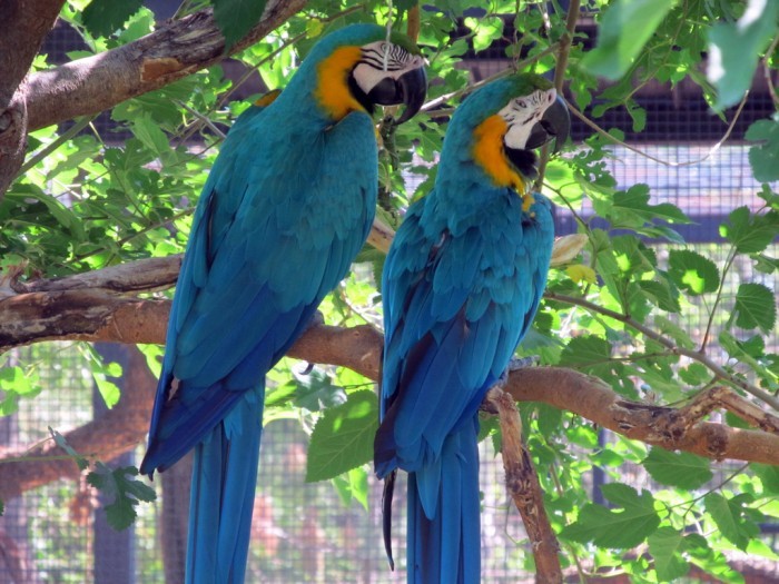 blue_and_gold_macaws_5905006718_l-150357