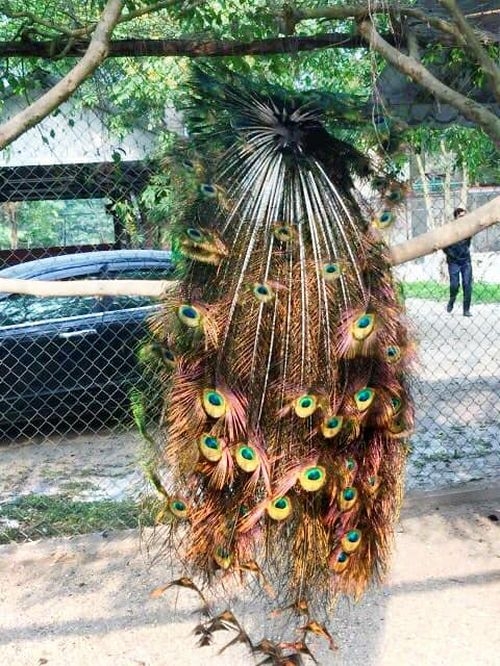 chim công khoe khắc