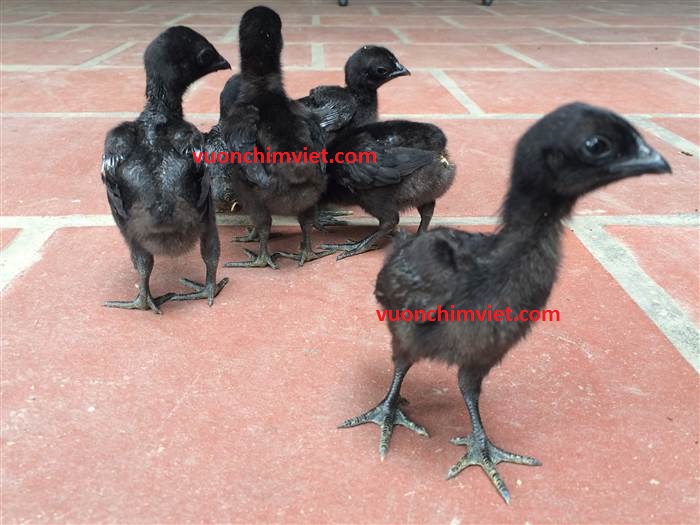 giống gà đen indo