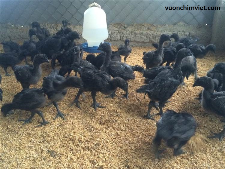 giống gà đen ayam camani